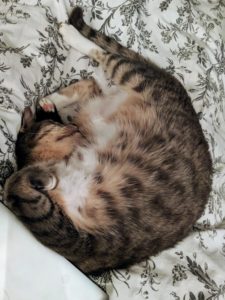 chat